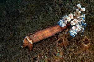 arlecchino gamberetto imenocera elegans picta vicino su foto