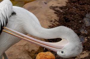 un' pellicano vicino su ritratto foto