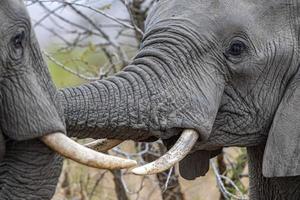 elefante giocando nel kruger parco Sud Africa foto