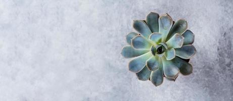 succulento echeveria. bellissimo verde succulento isolato su grigio sfondo. piatto posizione, bandiera Immagine foto