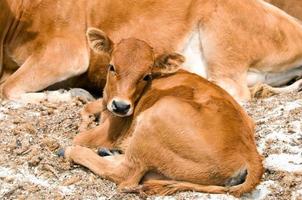 un' vitello guardare a voi mentre seduta vicino mucca madre foto