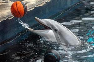 delfino giocando con palla foto