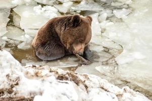 orso ritratto nel il congelato lago foto