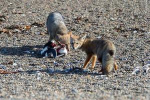 grigio Volpe mangiare un' pinguino su il spiaggia foto