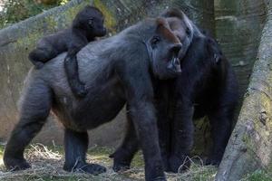 neonato bambino gorilla con madre foto