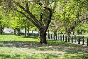 ciliegia fiorire nel Washington foto