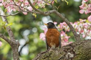 americano pettirosso su ciliegia fiorire sfondo foto