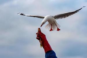 gabbiano mentre assunzione pesce a partire dal umano mano foto