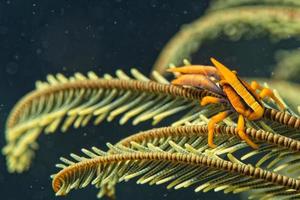 arancia gamberetto tab nel crinoide foto