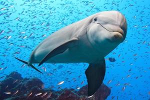 delfino subacqueo su scogliera sfondo foto