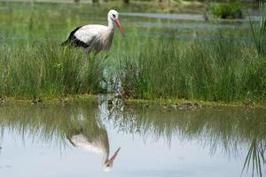 cicogna ritratto mentre riflettendo su palude acqua foto