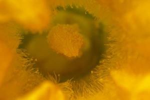 zucchine giallo fiore pistillo zucchine macro foto