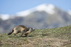 isolato marmotta mentre in esecuzione su il montagna sfondo foto