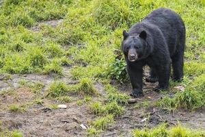 un' nero orso mentre mangiare un' ciambella foto