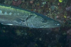 Barracuda pesce subacqueo foto