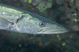 Barracuda pesce subacqueo foto