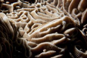 difficile corallo macro dettaglio a partire dal raja amp, papua Indonesia foto