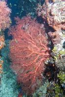subacqueo corallo scogliera paesaggio foto