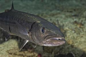 Barracuda pesce subacqueo foto