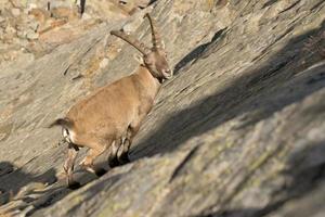 isolato stambecco cervo lungo corno pecora stambecco foto