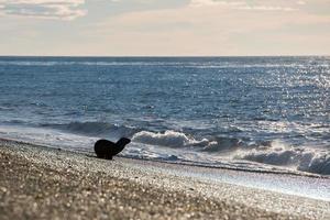 cucciolo mare Leone su il spiaggia nel patagonia foto