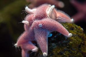 antartico cuscino stella subacqueo vicino su foto