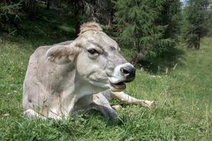 mucca su il montagna sfondo foto