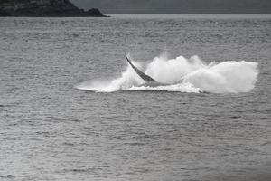 gobba balena mentre varco nel ghiacciaio baia alaska foto