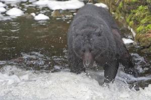 un' nero orso attraente un' salmone nel alaska fiume foto