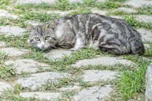 grigio e bianca gatto guardare a voi foto