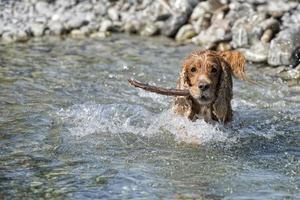 Happy dog cocker spaniel inglese mentre corri da te foto