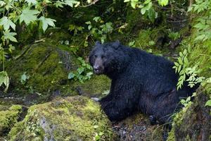 isolato nero orso mentre mangiare un' salmone nel alaska foto