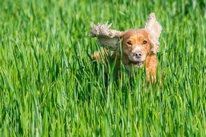 contento cucciolo cane in esecuzione per voi foto