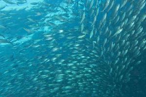 all'interno di un banco di pesci sott'acqua foto