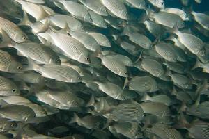 all'interno di un banco di pesci sott'acqua foto