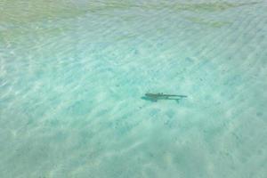 nero mancia scogliera squalo nel Maldive laguna, superficiale chiaro mare acqua. nero mancia squalo nel indiano oceano foto