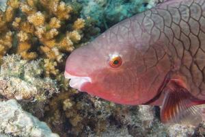 un' rosa pappagallo pesce foto