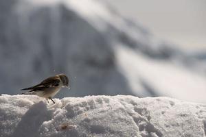 un' passero nel dolomiti neve inverno tempo foto