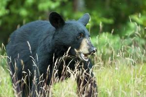 un isolato nero orso nel il verde sfondo nel alaska foto