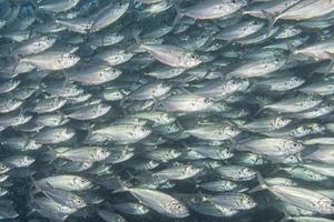 all'interno di un banco di pesci sott'acqua foto