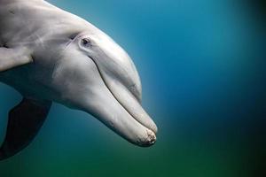 delfino vicino su ritratto dettaglio mentre guardare a voi foto