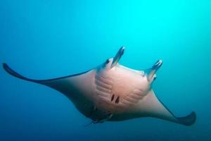 manta nel francese polinesia foto