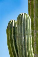 California gigante deserto cactus vicino su foto