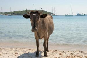 un' mucca mentre a piedi su il spiaggia pieno di turista durante estate foto