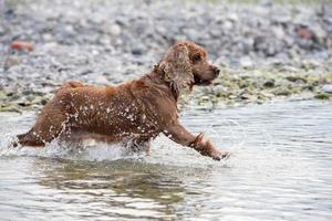 cucciolo giovane cane inglese cocker spaniel il acqua foto