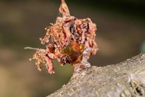 albero naturale ambra resina dettaglio vicino su foto