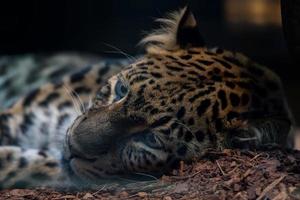nord Cinese leopardo vicino su foto