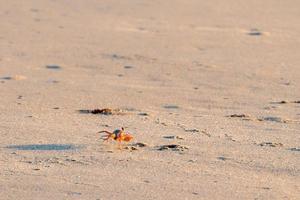 arancia Granchio su Pacifico oceano sabbioso spiaggia foto