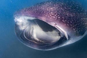 balena squalo vicino su subacqueo ritratto mangiare plancton foto