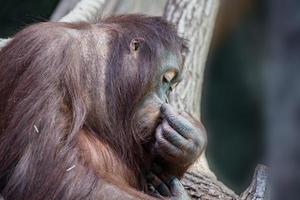 orangutan scimmia vicino su ritratto foto